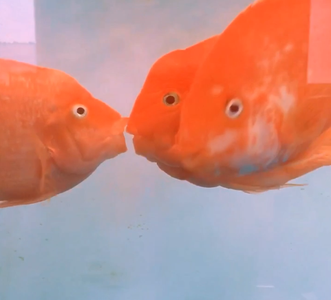 The kiss fish is so sweet in the Maker's plastic bottle factory